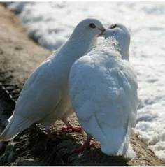 کبوترهای عاشق سمبل عشق وعاشقی