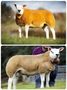 گرانترین نژاد گوسفند دولان است! هرکیلو گوشت این گوسفند 26