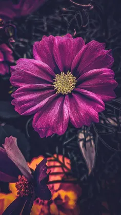 #FLOWER