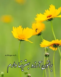 🕊گنجشک و هوای پاک نم نم دارم