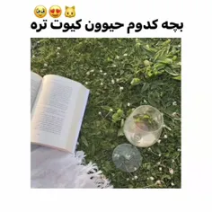 کدوم  کیوت تر بود