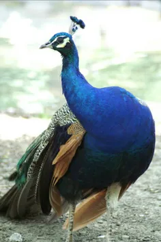 #طاووس #آبی