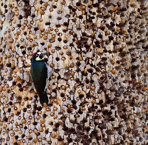دارکوبی در حال تغذیه از اندوخته بلوط هایش در درخت