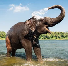 خرطوم #فیل می تواند ۲.۵ گالون آب در خود نگه دارد، فیل ها 
