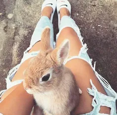 🐰 🐰 🐰