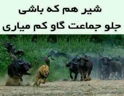 واقعا راست گفته