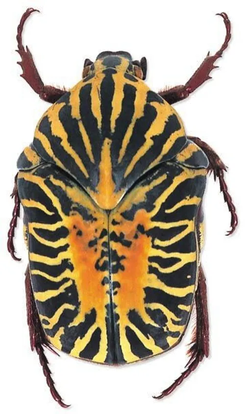 حشرات زیبا سوسک محشر نقاشی خالق