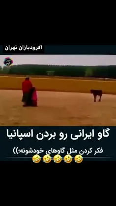 گاو فقط گاو ایرانی