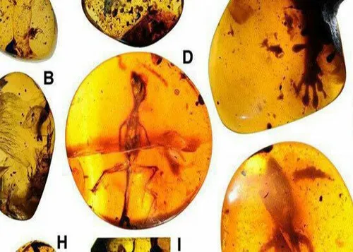 این مارمولک ها از۱۰۰میلیون سال پیش در صمغ درختان سوزنی بر