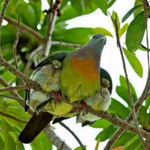 فقط یه مادر میتونه در هر حالی از بچه هاش مراقبت کنه