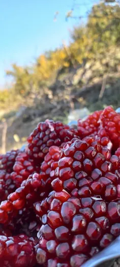 آخ تو شب یلدای منی و زهر مار😁