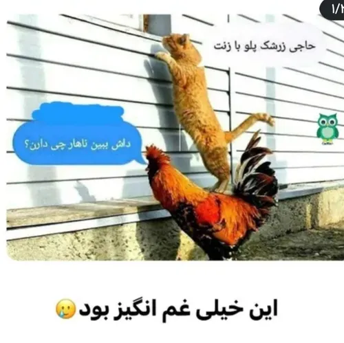 زرشک پلو با زنت 😂😂