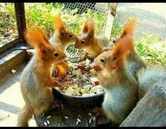 ناهار مىخورن
