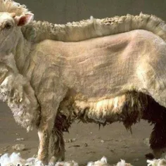 عکس جالب از چیدن پشم گوسفند
