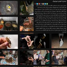 اینم خوردن چیرجیرک در کرمان که توی بازار کرمان خرید فروش 