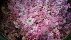 گل های معطر محمدی