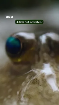 گل‌خورک‌ها Mudskipper به هر یک از 23 گونه موجود از ماهی‌ه