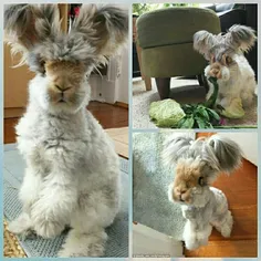 #خرگوش wALLY جذابترین خرگوش اینستا🐰 