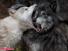 گرگها در سیاهی شب زخمهایشان را لیس میزنند