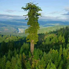 این درختِ هایپریون ظاهرا بلندترین درختِ کره زمین محسوب می