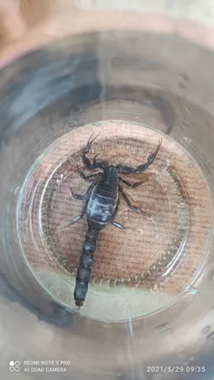 قشنگ😍😍🦂🦂کی دوست عقرب زنده داشته باشه