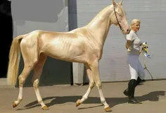 اسب نژاد akhal teke golden horse گران قیمت ترین و زیبا تر