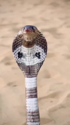 کبرای هندی (Indian cobra)، که معمولاً به‌عنوان مار کبری ع