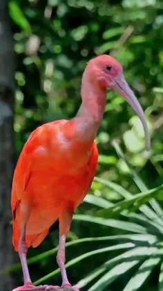 لک‌لک گرمسیری اسکارلت scarlet ibis که گاهی اوقات به آن اب
