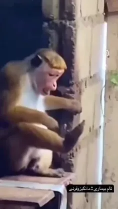میمون دیوانه😂😂😒