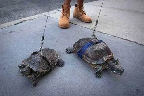 لاکپشت خانگی