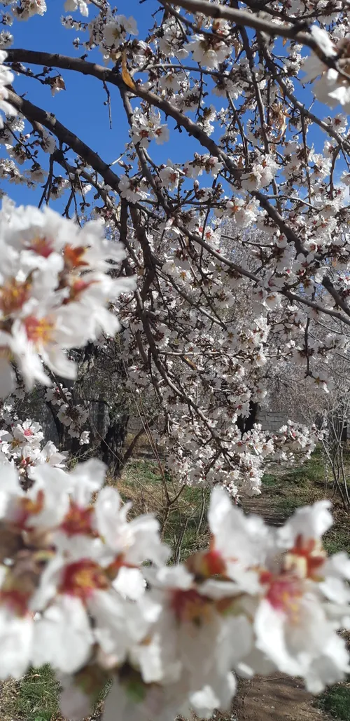 پیش آ بهار خوبی...