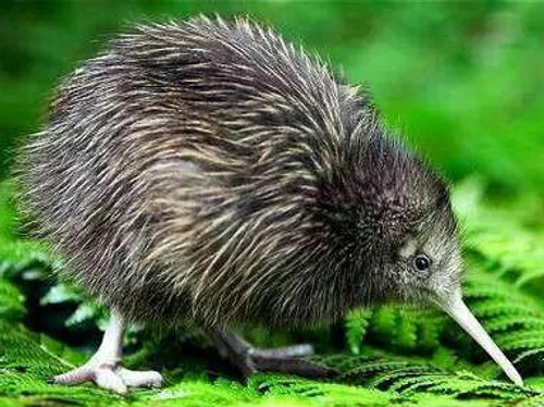 🔴 پرنده ای به نام کیوی در نیوزلند هست که شدیدا شبیه میوه 