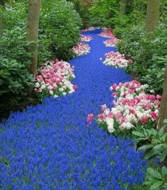 رودخانه ای متفاوت از جنس گل های زیبای آرمنیاکوم آبی در هل