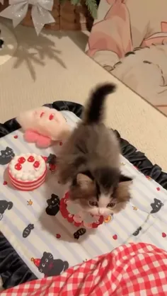 پیشی کیوت🐈😸