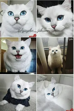 کوبی 'coby' نام گربه ای است که زیباترین چشم های جهان را د