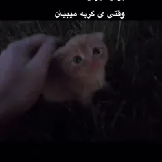 چرا دلم گربه خواست..🗿