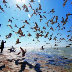 تصویری از مرغهای دریایی #بوشهر
