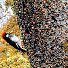 دارکوب بلوط‌ها را داخل سوراخهای تنه درخت برای زمستان ذخیر