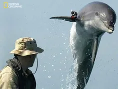 ‍ دلفین های شکارگر مین