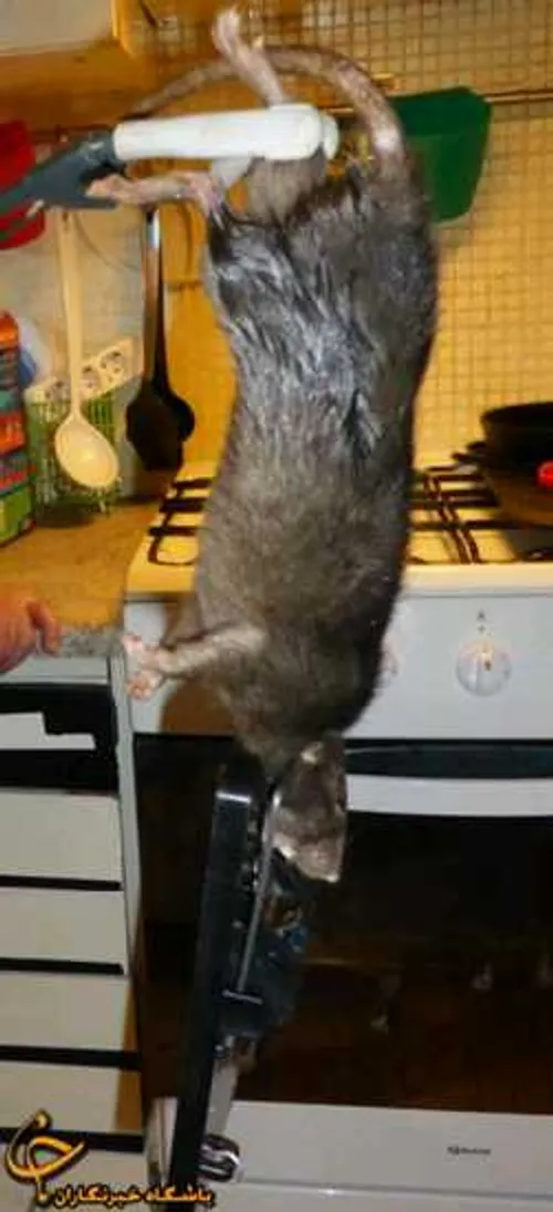 یکی از بزرگترین موشهای دنیا که تو انبار آشپزخونه یک رستور