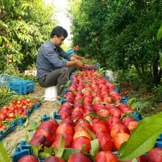 #مازندران ، باغ میوه شلیل .