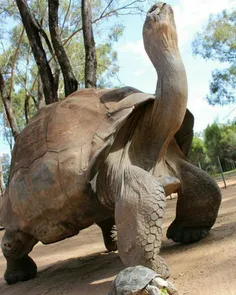 لاکپشت گالاپاگوس با وزن بیش از 500 کیلوگرم بزرگترین لاکپش