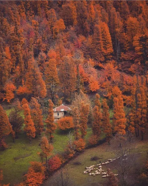 انتظارِ پاییز را داشتیم🍁🍂