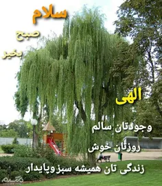 hosseinshikhi 41437052