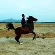 black_horse_00