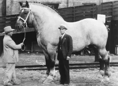 بزرگترین #اسب جهان به نام #بروکلین با ۱۴۵۱ کیلو وزن و حدو