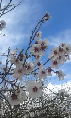 سلام شبتون به زیبایی این شکوفه ها🙂
