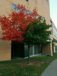 این درخته توی دانشگاه افتاده توی شوک پاییز زودرس! مونده خ