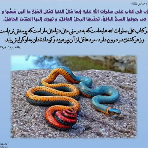 🐍مَثَلِ دنیا مَثَلِ مار است که پوستش نرم است و زهر