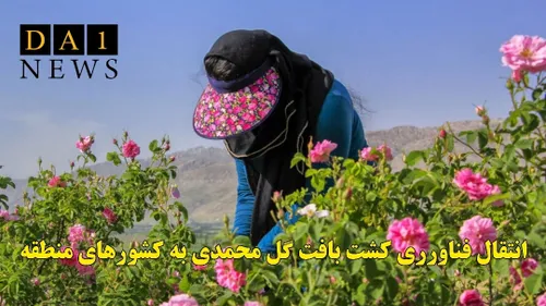 انتقال فناورری کشت بافت گل محمدی به کشورهای منطقه